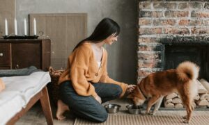 ¿Cuál es la mejor alimentación para perros?