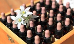 Conoce dónde estudiar flores de Bach