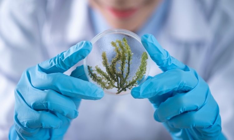 ¿Qué es la bioquímica y cómo se aplica en naturopatía?