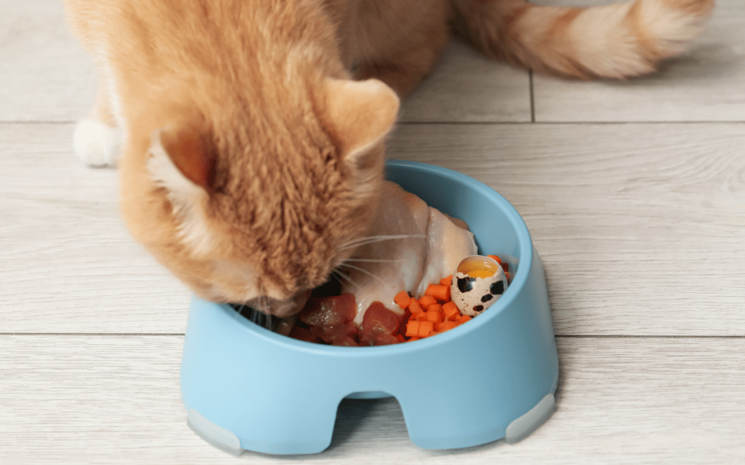 Salud digestiva animal: tipos de digestión y señales de alerta