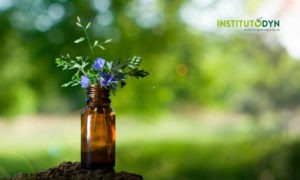 Conoce las mejores Flores de Bach y los usos de la terapia floral